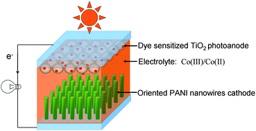 Graphical abstract: In situ growth of oriented polyaniline nanowires array for efficient cathode of Co(iii)/Co(ii) mediated dye-sensitized solar cell