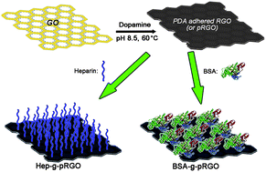 Graphical abstract: Biopolymer functionalized reduced graphene oxide with enhanced biocompatibility via mussel inspired coatings/anchors