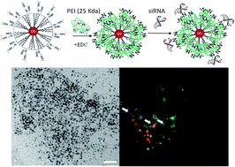 Graphical abstract: JAM-2 siRNA intracellular delivery and real-time imaging by proton-sponge coated quantum dots