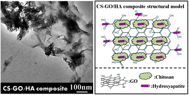Graphical abstract: In situ synthesis and biocompatibility of nano hydroxyapatite on pristine and chitosan functionalized graphene oxide