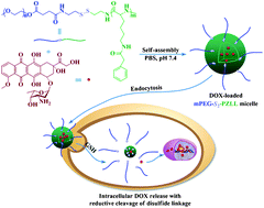 Graphical abstract: Biocompatible reduction-responsive polypeptide micelles as nanocarriers for enhanced chemotherapy efficacy in vitro