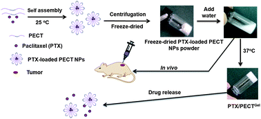 Graphical abstract: A reconstituted “two into one” thermosensitive hydrogel system assembled by drug-loaded amphiphilic copolymer nanoparticles for the local delivery of paclitaxel
