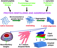 Graphical abstract: Hierarchical self-assembly of a β-amyloid peptide derivative