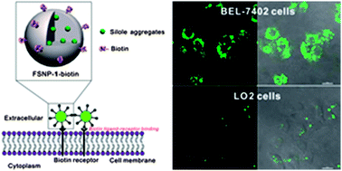 Graphical abstract: Biotin-decorated fluorescent silica nanoparticles with aggregation-induced emission characteristics: fabrication, cytotoxicity and biological applications