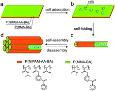 Graphical abstract: Stimuli-responsive hierarchically self-assembled 3D porous polymer-based structures with aligned pores