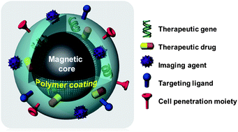Graphical abstract: Magnetic nanocomplexes and the physiological challenges associated with their use for cancer imaging and therapy