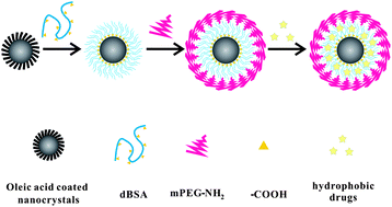 Graphical abstract: PEGylated denatured bovine serum albumin modified water-soluble inorganic nanocrystals as multifunctional drug delivery platforms