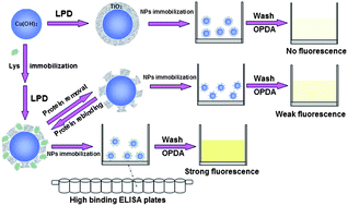 Graphical abstract: Molecularly imprinted fluorescent and colorimetric sensor based on TiO2@Cu(OH)2 nanoparticle autocatalysis for protein recognition