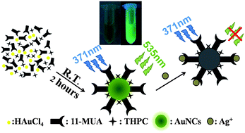 Graphical abstract: Facile and rapid synthesis of water-soluble fluorescent gold nanoclusters for sensitive and selective detection of Ag+