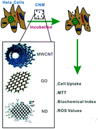 Graphical abstract: A comparative study of cellular uptake and cytotoxicity of multi-walled carbon nanotubes, graphene oxide, and nanodiamond