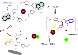 Graphical abstract: Bis-triazolyl indoleamines as unique “off–approach–on” chemosensors for copper and fluorine