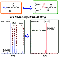Graphical abstract: N-phosphorylation labeling for analysis of twenty natural amino acids and small peptides by using matrix-assisted laser desorption/ionization time-of-flight mass spectrometry