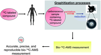 Graphical abstract: Biological and biomedical 14C-accelerator mass spectrometry and graphitization of carbonaceous samples