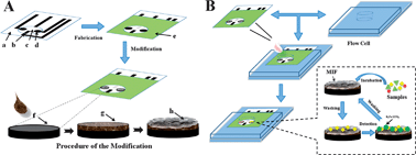 Graphical abstract: A disposable simultaneous electrochemical sensor array based on a molecularly imprinted film at a NH2-graphene modified screen-printed electrode for determination of psychotropic drugs