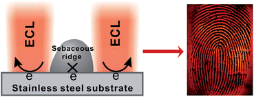 Graphical abstract: Non-destructive enhancement of latent fingerprints on stainless steel surfaces by electrochemiluminescence