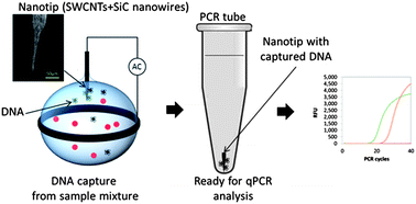 Graphical abstract: Nanotips for single-step preparation of DNA for qPCR analysis