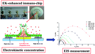 Graphical abstract: A rapid electrochemical biosensor based on an AC electrokinetics enhanced immuno-reaction