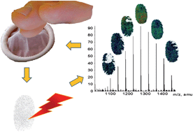 Graphical abstract: Spectroscopic imaging based approach for condom identification in condom contaminated fingermarks