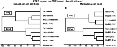 Graphical abstract: Breast cancer and melanoma cell line identification by FTIR imaging after formalin-fixation and paraffin-embedding