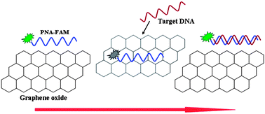 Graphical abstract: PNA-assembled graphene oxide for sensitive and selective detection of DNA