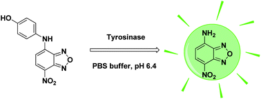 Graphical abstract: A turn-on fluorescent probe for detection of tyrosinase activity