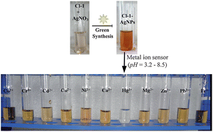 Graphical abstract: Green synthesized silver nanoparticles for selective colorimetric sensing of Hg2+ in aqueous solution at wide pH range