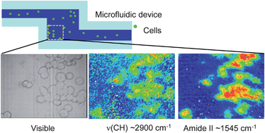 Graphical abstract: Aberration-free FTIR spectroscopic imaging of live cells in microfluidic devices