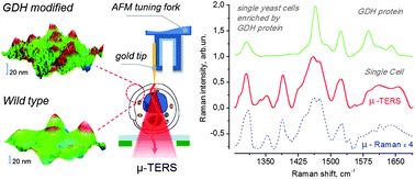 Graphical abstract: In vivo characterization of protein uptake by yeast cell envelope: single cell AFM imaging and μ-tip-enhanced Raman scattering study