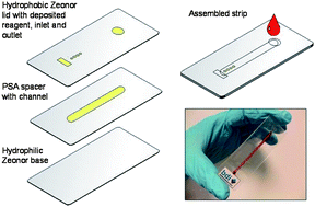 Graphical abstract: A microfluidic anti-Factor Xa assay device for point of care monitoring of anticoagulation therapy