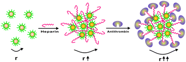 Graphical abstract: Heparin-mediated fluorescence anisotropy assay of antithrombin based on polyethyleneimine capped Mn-doped ZnS quantum dots