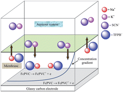 Graphical abstract: Transport and accumulation of ferrocene tagged poly(vinyl chloride) at the buried interfaces of plasticized membrane electrodes