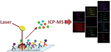Graphical abstract: A multi-parametric microarray for protein profiling: simultaneous analysis of 8 different cytochromes via differentially element tagged antibodies and laser ablation ICP-MS