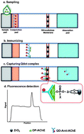 Graphical abstract: Nanoparticle-based immunochromatographic test strip with fluorescent detector for quantification of phosphorylated acetylcholinesterase: an exposure biomarker of organophosphorus agents