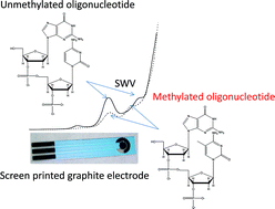 Graphical abstract: Voltammetric behaviour of free DNA bases, methylcytosine and oligonucleotides at disposable screen printed graphite electrode platforms