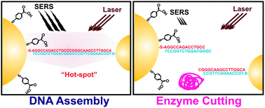 Graphical abstract: DNA assembly and enzymatic cutting in solutions: a gold nanoparticle based SERS detection strategy
