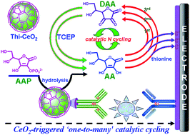 Graphical abstract: Cerium oxide-triggered ‘one-to-many’ catalytic cycling strategy for in situ amplified electronic signal of low-abundance protein