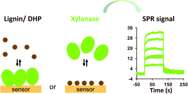 Graphical abstract: Novel surface-based methodologies for investigating GH11 xylanase–lignin derivative interactions