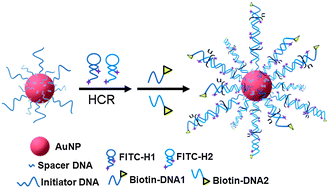 Graphical abstract: Hybridization chain reaction engineered DNA nanopolylinker for amplified electrochemical sensing of biomarkers