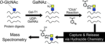 Graphical abstract: Reversible hydrazide chemistry-based enrichment for O-GlcNAc-modified peptides and glycopeptides having non-reducing GlcNAc residues