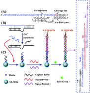 Graphical abstract: An enzyme-free and label-free assay for copper(ii) ion detection based on self-assembled DNA concatamers and Sybr Green I