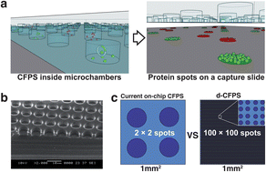 Graphical abstract: Ultra-high density protein spots achieved by on chip digitalized protein synthesis