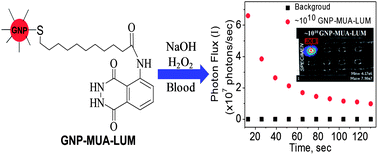 Graphical abstract: Luminol-labeled gold nanoparticles for ultrasensitive chemiluminescence-based chemical analyses