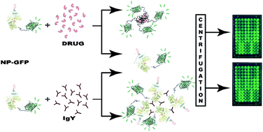 Graphical abstract: A GFP-tagged nucleoprotein-based aggregation assay for anti-influenza drug discovery and antibody development