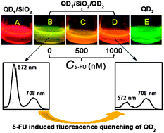 Graphical abstract: Retracted Article: Facile synthesis of quantum dots/mesoporous silica/quantum dots core/shell/shell hybrid microspheres for ratiometric fluorescence detection of 5-fluorouracil in human serum