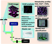 Graphical abstract: A hybrid FLIM-elastic net platform for label free profiling of breast cancer