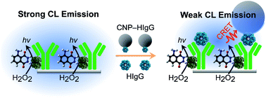 Graphical abstract: Introducing novel amorphous carbon nanoparticles as energy acceptors into a chemiluminescence resonance energy transfer immunoassay system