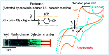 Graphical abstract: A screen-printed endotoxin sensor based on amperometry using a novel p-aminophenol conjugated substrate for a Limulus amebocyte lysate protease reaction