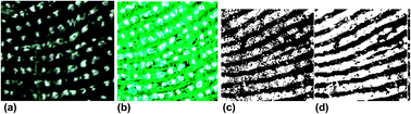 Graphical abstract: Enhanced imaging of developed fingerprints using mass spectrometry imaging