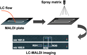 Graphical abstract: Liquid chromatography-matrix-assisted laser desorption/ionization mass spectrometric imaging with sprayed matrix for improved sensitivity, reproducibility and quantitation