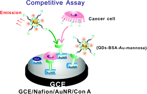 Graphical abstract: Fluorescence assay for glycan expression on living cancer cells based on competitive strategy coupled with dual-functionalized nanobiocomposites